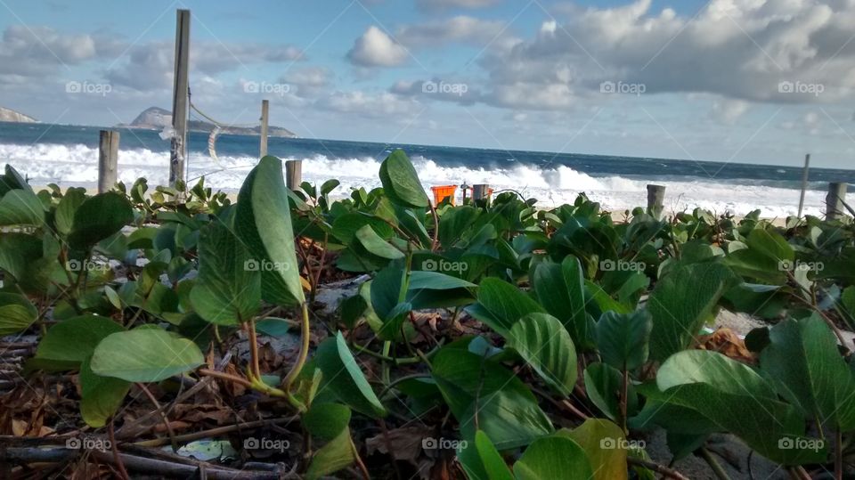 grass in the beach