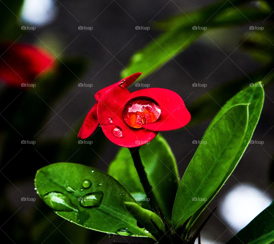 Christ thorn flower - rain water droplets- sky reflection 