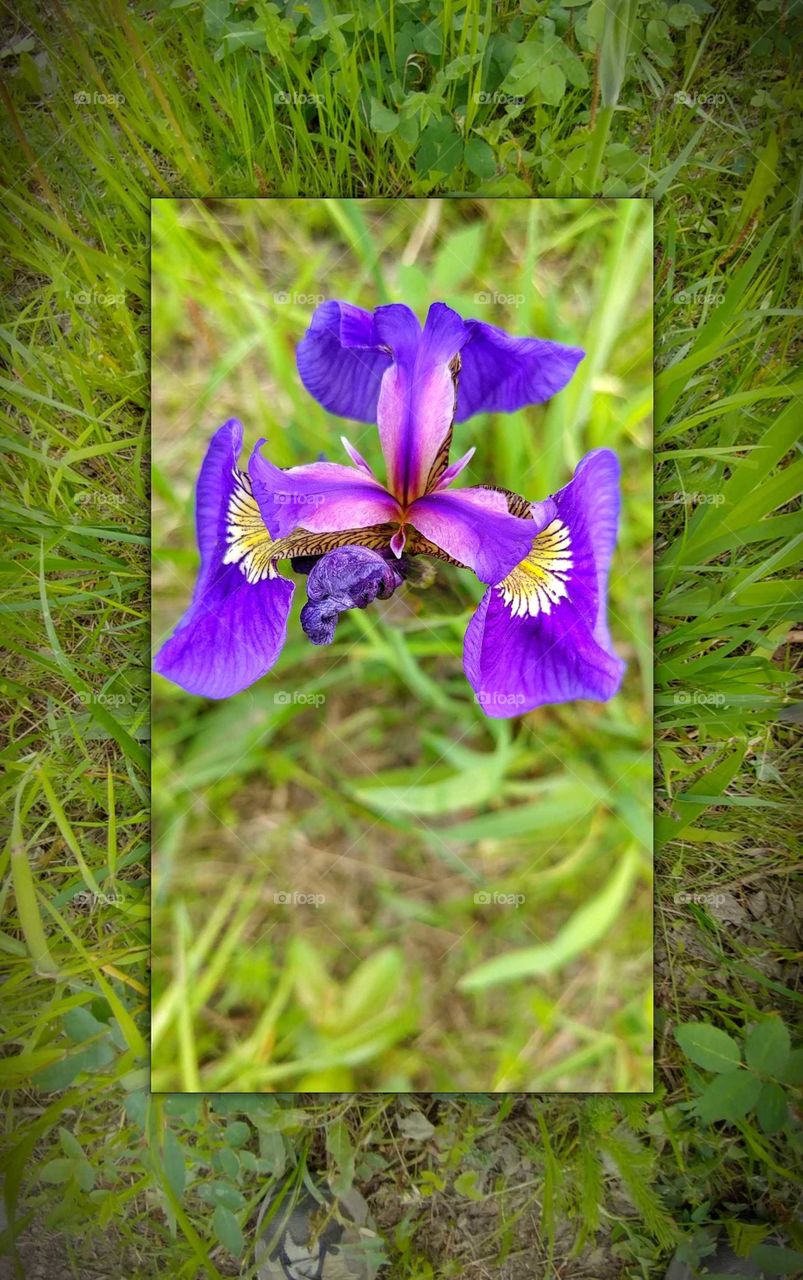 Deep purple , unique flower captures the eye. Nestled in a Alaskan forest.