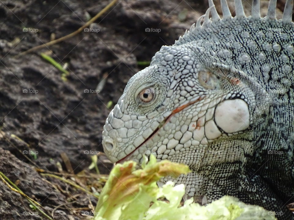 Iguana