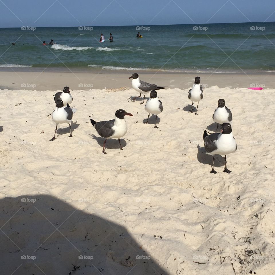 Seagulls at the beach at St. George Island, Florida. 
