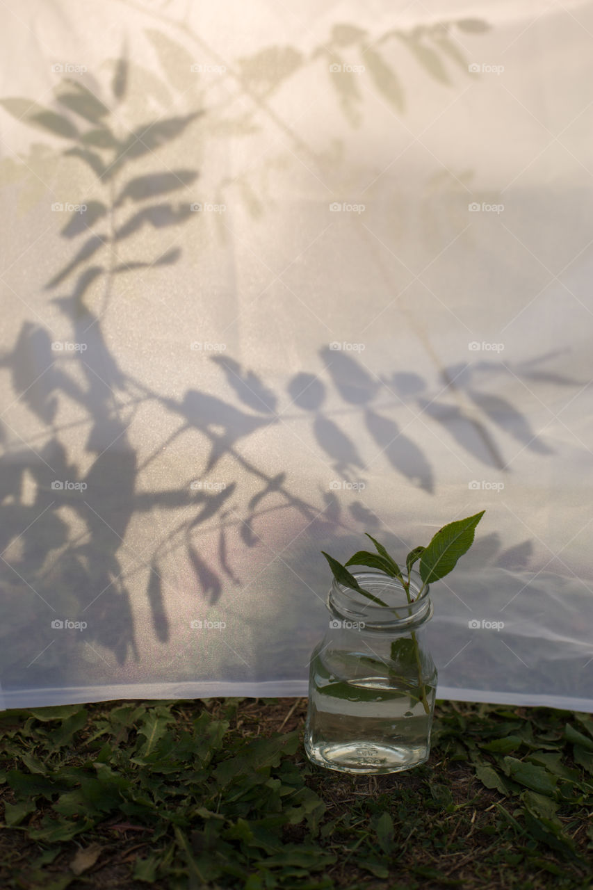 flower shadow