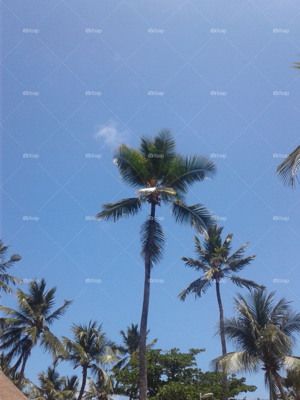 Espetáculo azul e verde.