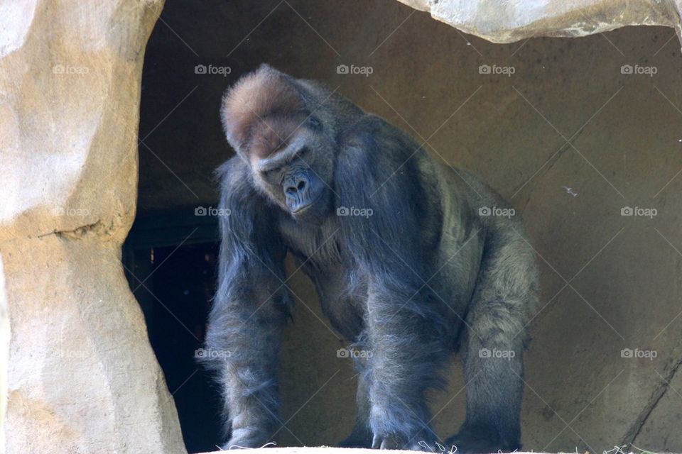 Silverback Gorilla 