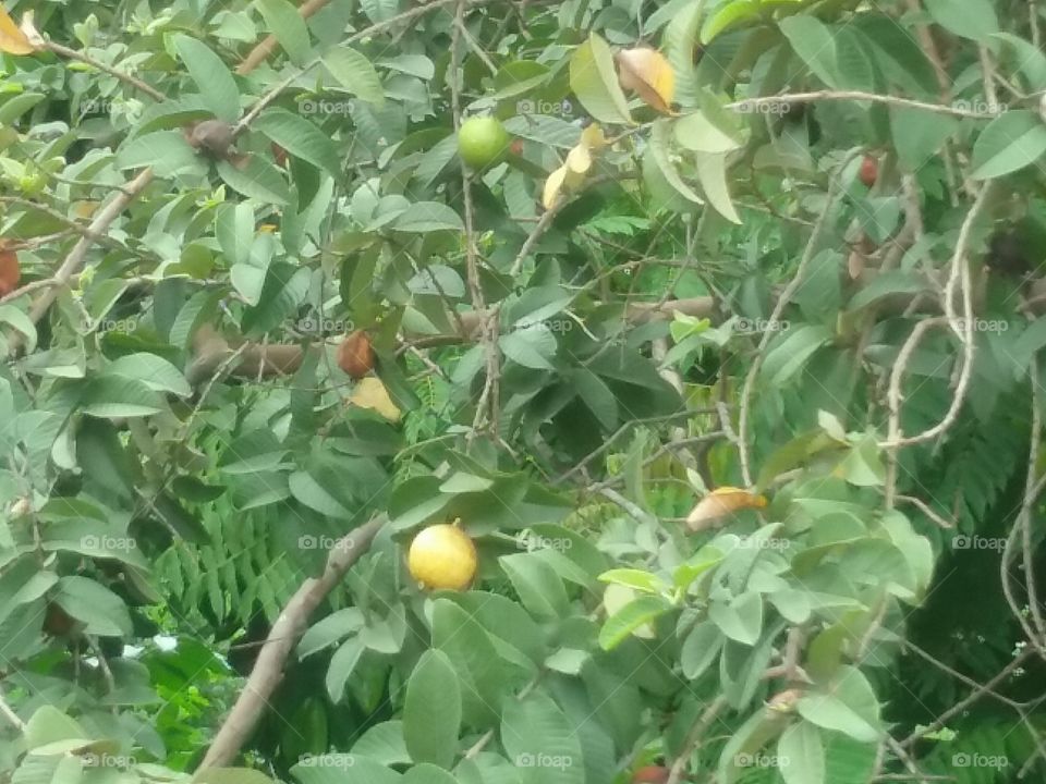 guava tree with ripe fruits