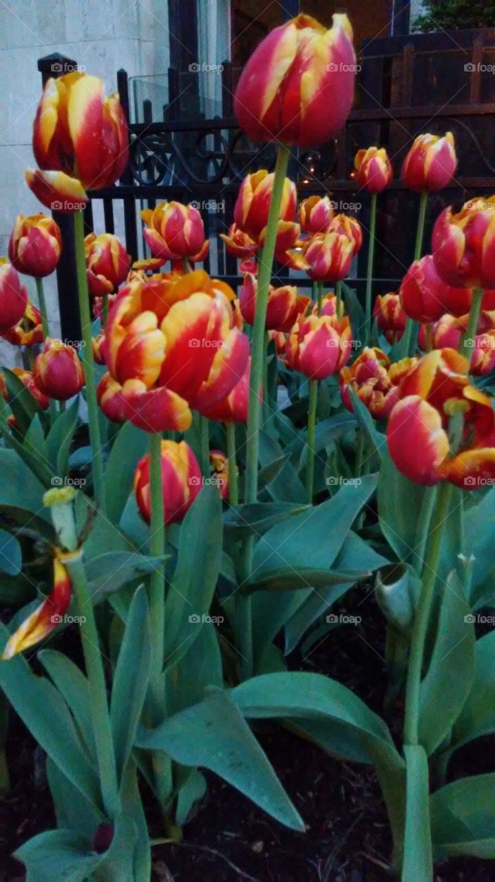 tulips