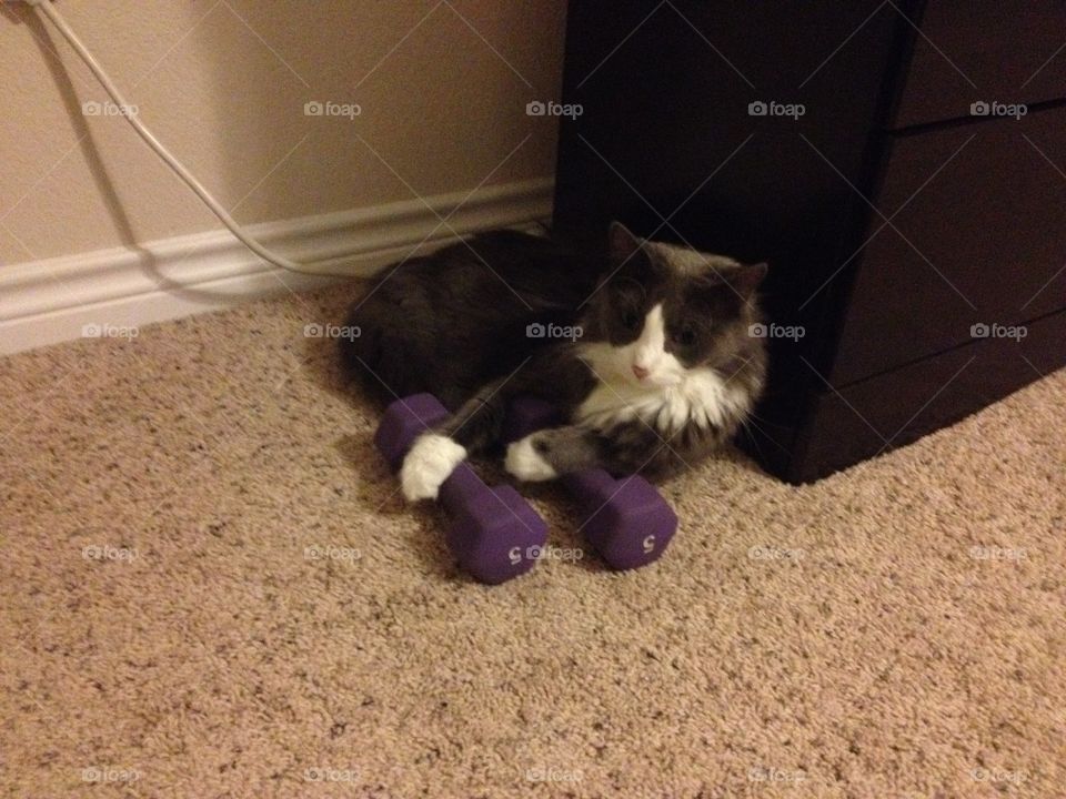 Cat workout . Cat working out 