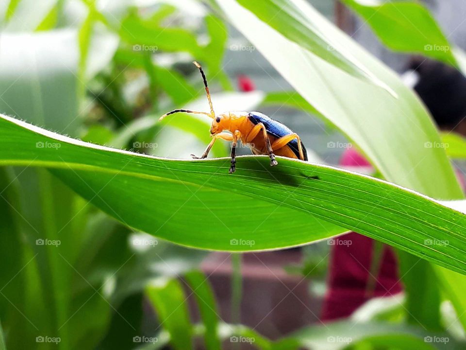 Insects and species of India