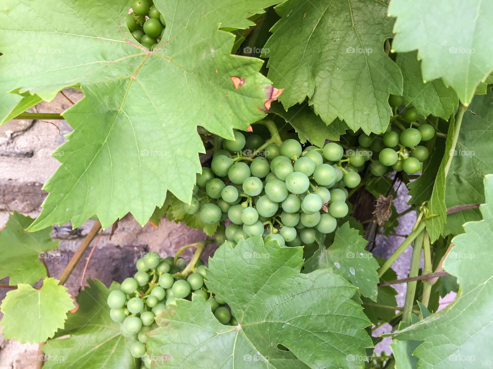 Vine plant with green leaves and unripe riesling grapes in clusters growing against a stone wall in Germany in the summer.