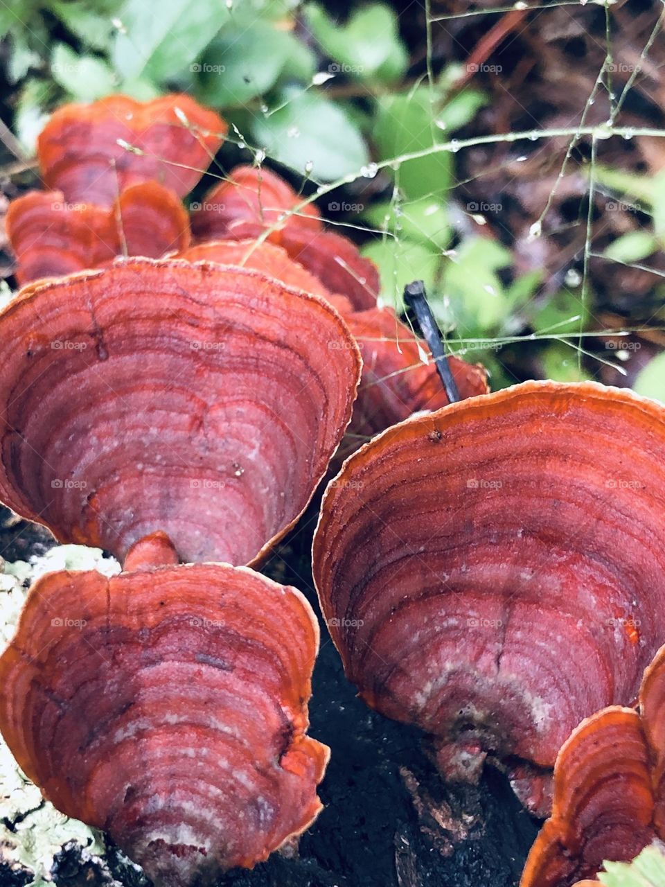 Deep reds and purple bands on bracket fungi in the forest