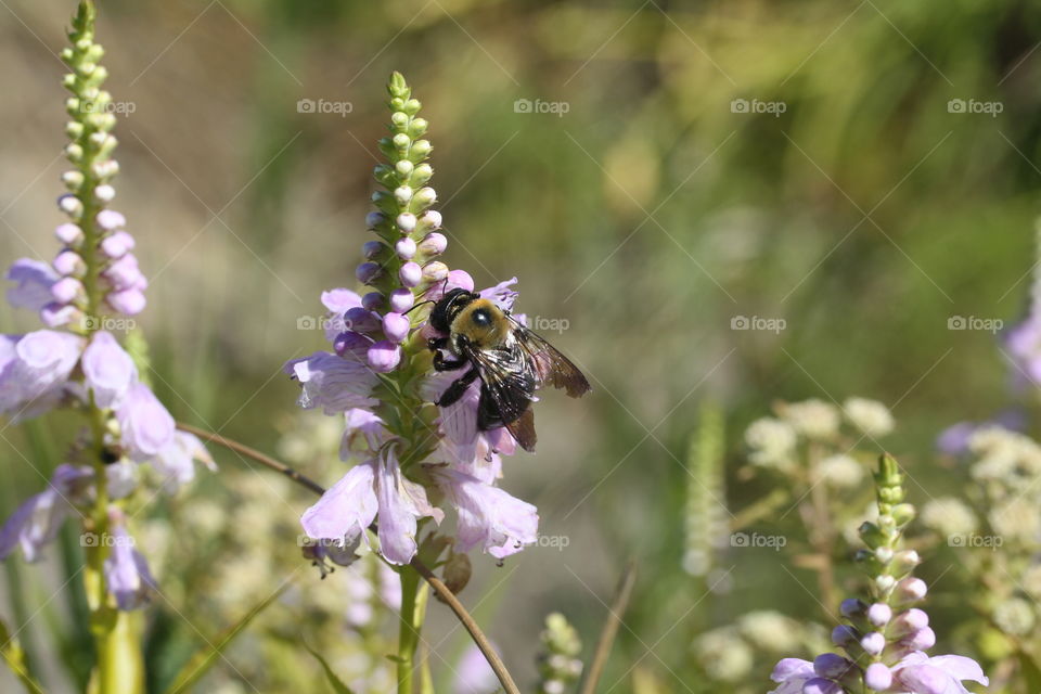 Pollination