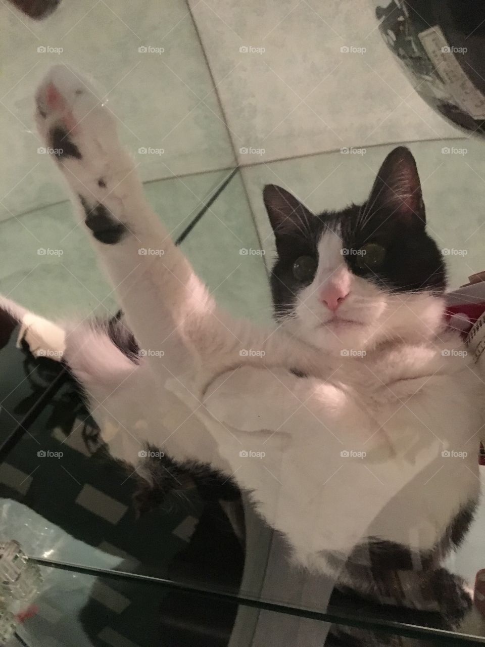 Cat on glass