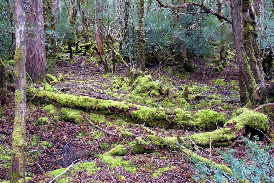 Vegetation in Cradle Mountain National Park in Tasmania