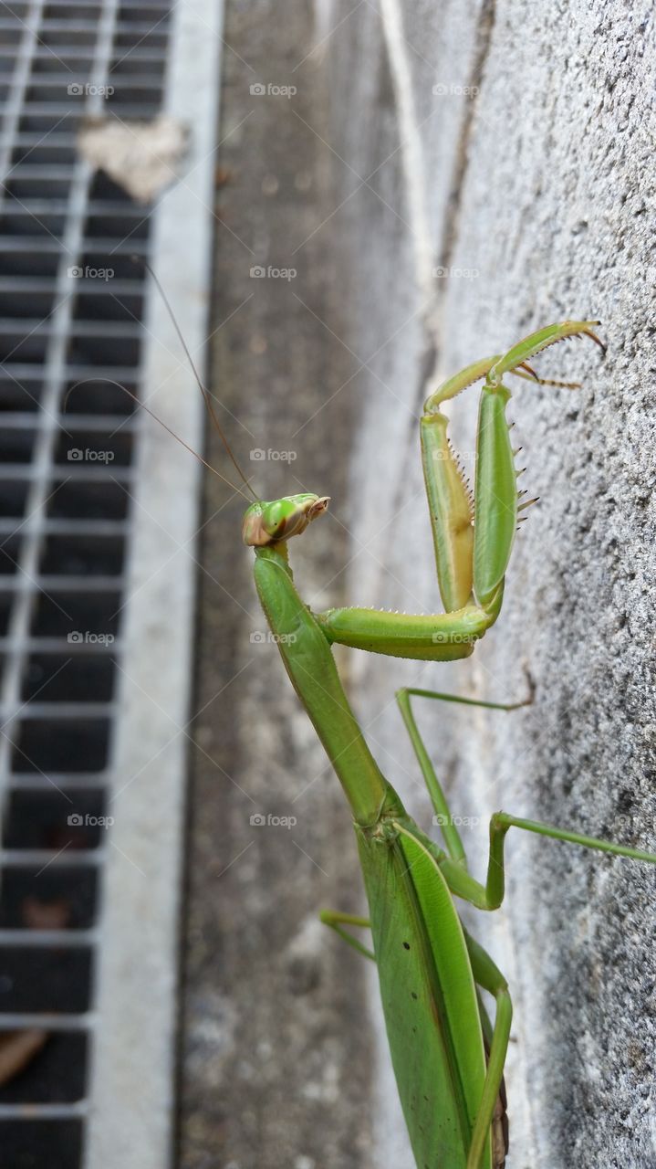 Mantis