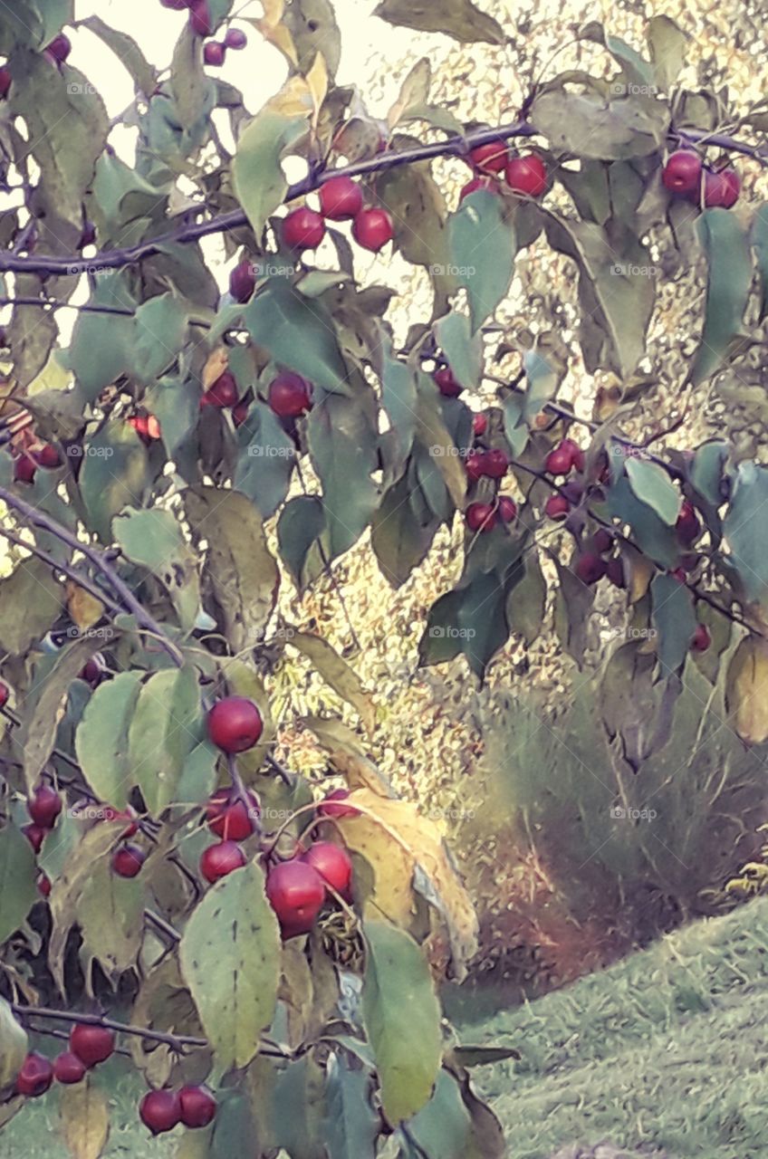 wild apples in the afternoon