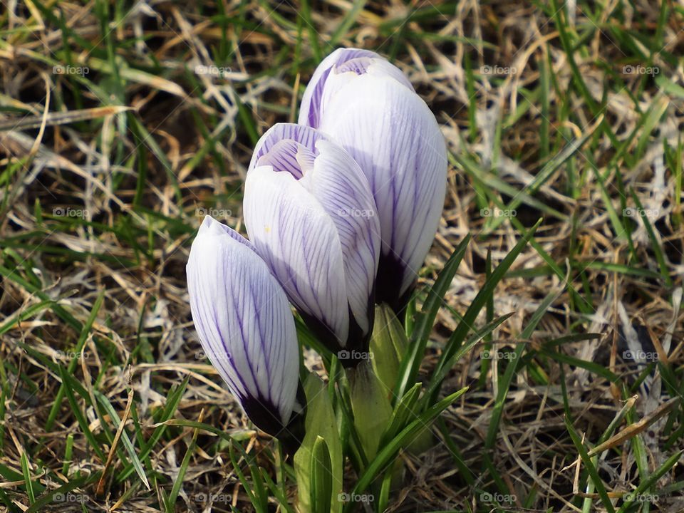 Crocus