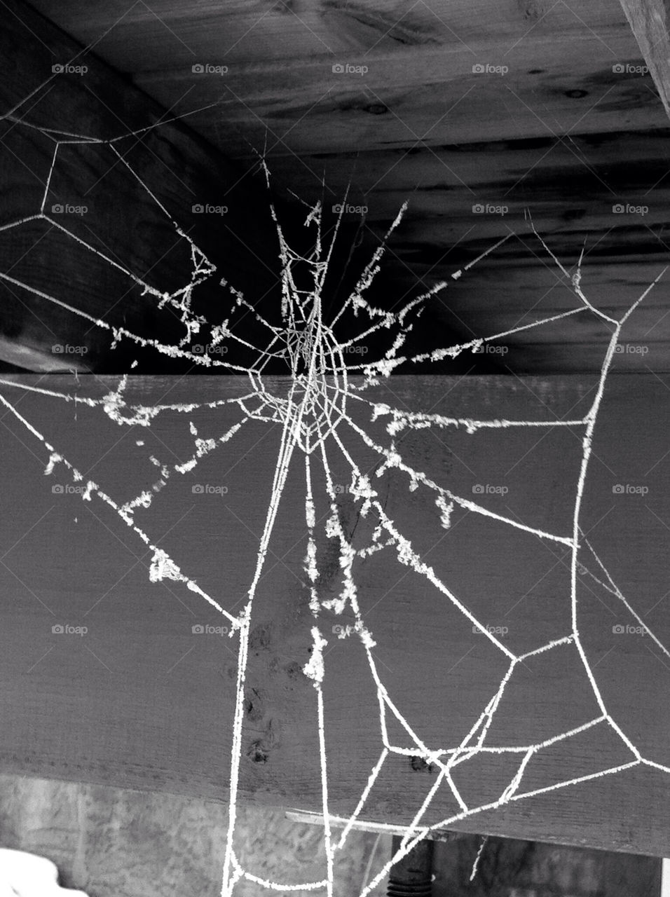 Spider, Spiderweb, Trap, No Person, Cobweb
