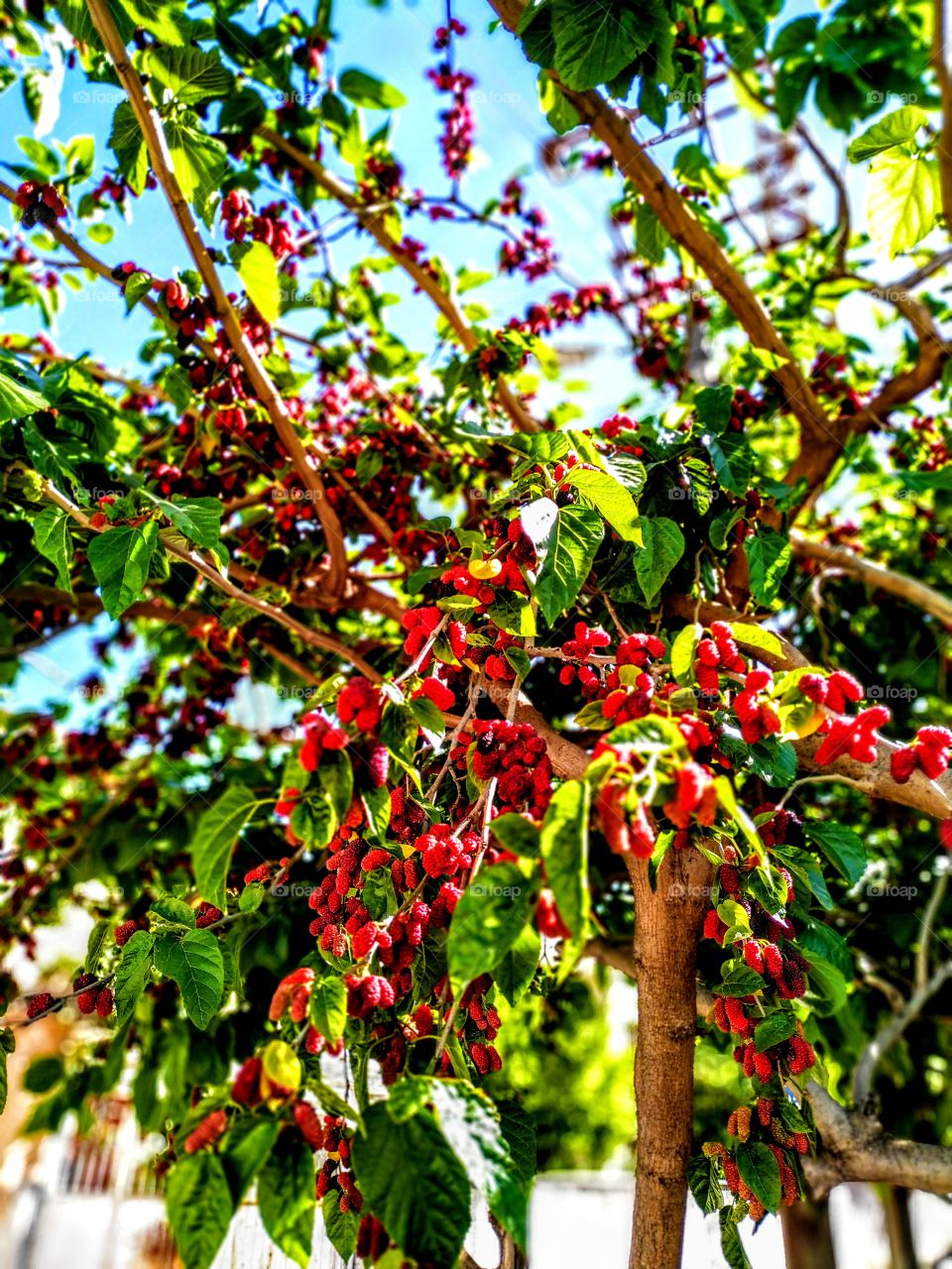 do you want to black mulberry?