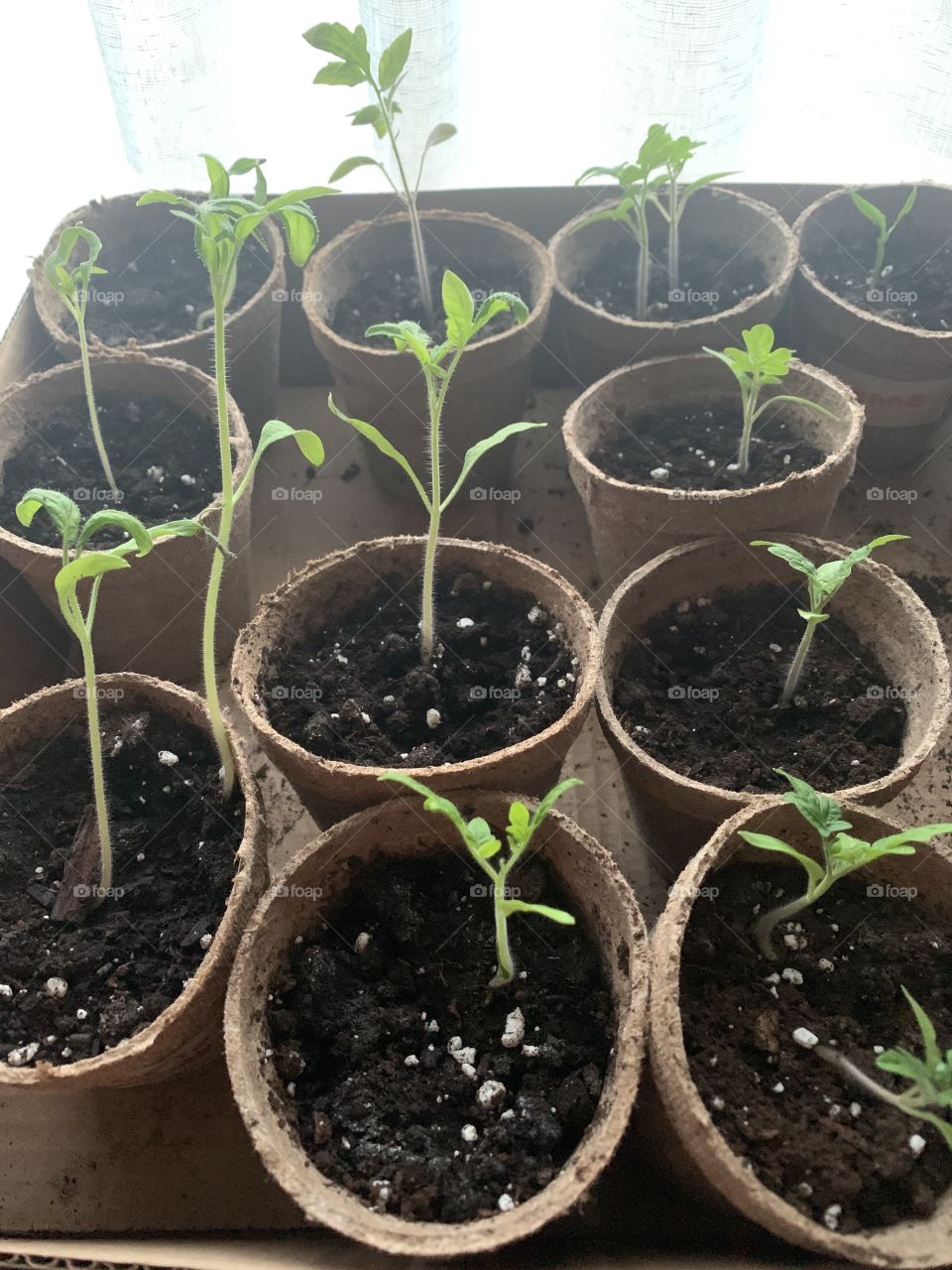 Tomato plants 