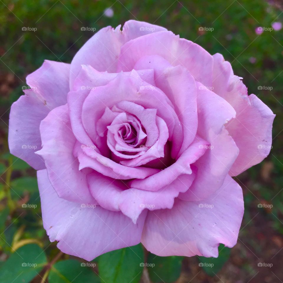 🌹 🇺🇸 Very beautiful flowers to brighten our day.  Live nature and its beauty. Did you like the delicate petals? / 🇧🇷 Flores muito bonitas para alegrar nosso dia. Viva a natureza e sua beleza. Gostaram das pétalas delicadas? 