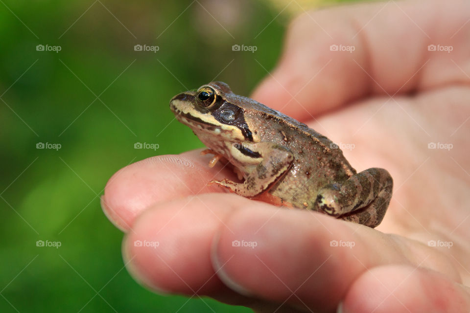 a small frog on a palm