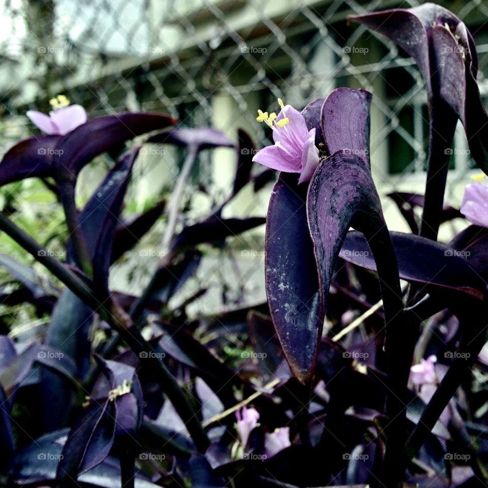 The hopeful purple floral stands strongly at the jail 