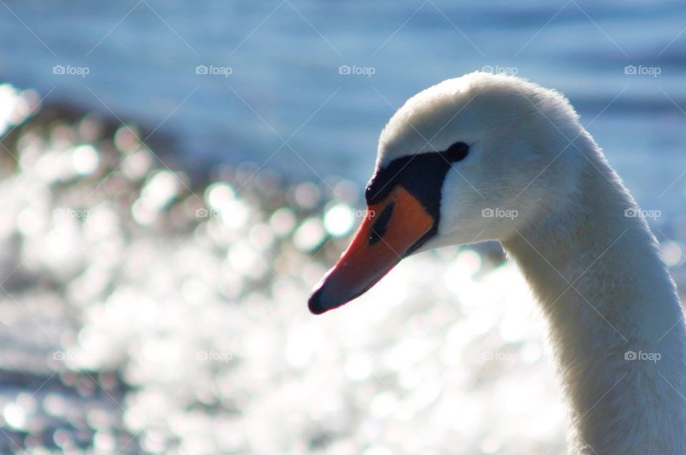 Swan's neck and head