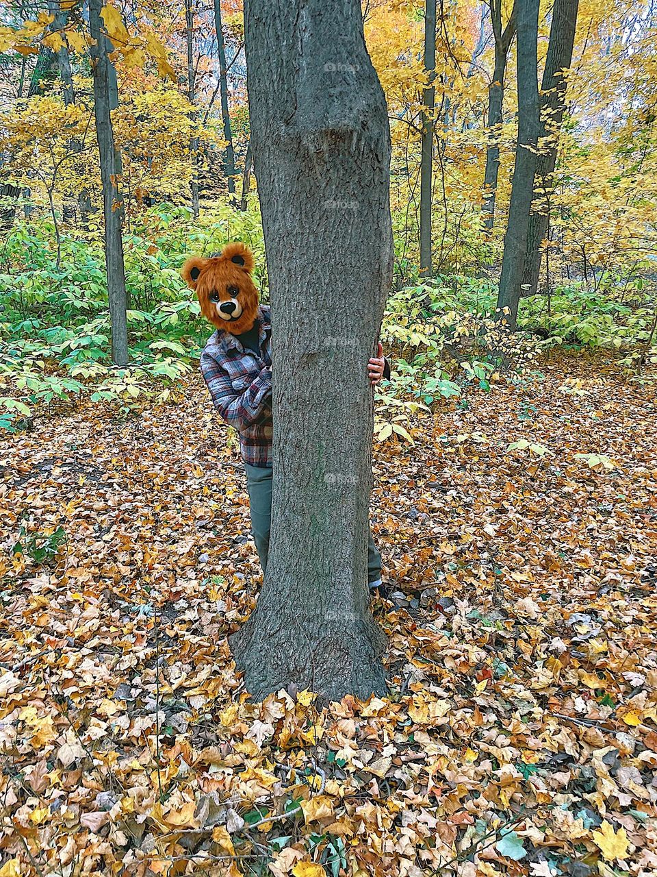 Bear peeks around tree, person wearing bear mask playing around in the woods, bear hides in the forest 