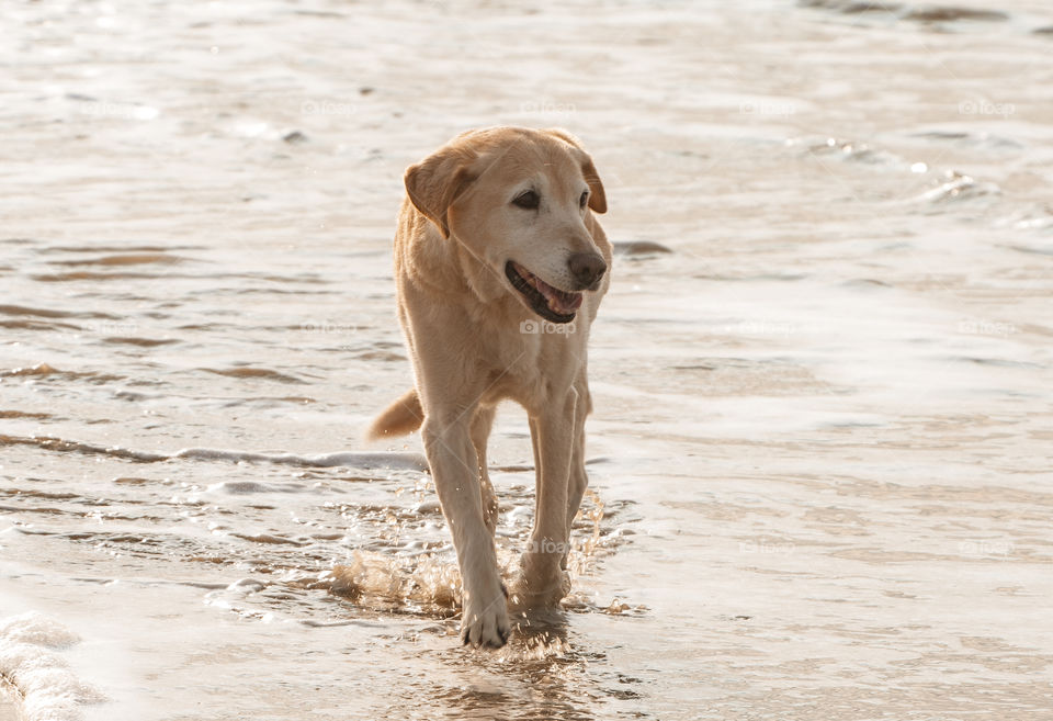 Dog walking at beach