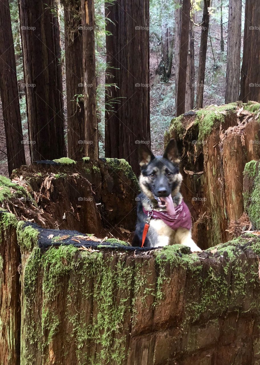 Redwood adventure