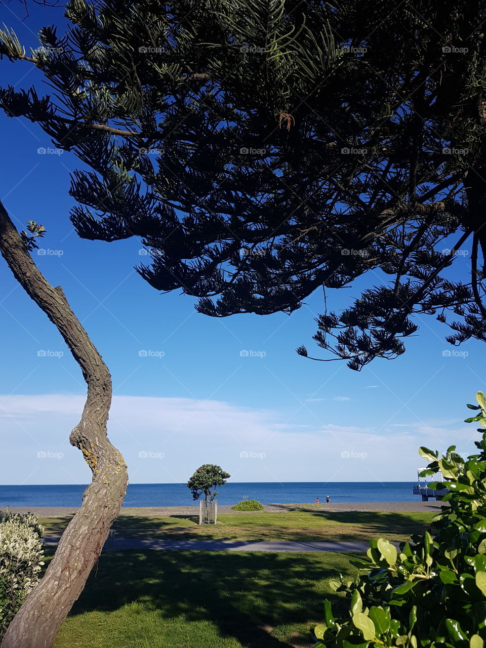 A beautiful summers day in Napier. Looking out to sea through a frame of trees and nature.