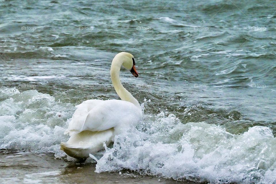 Winter swimming in the Baltic sea