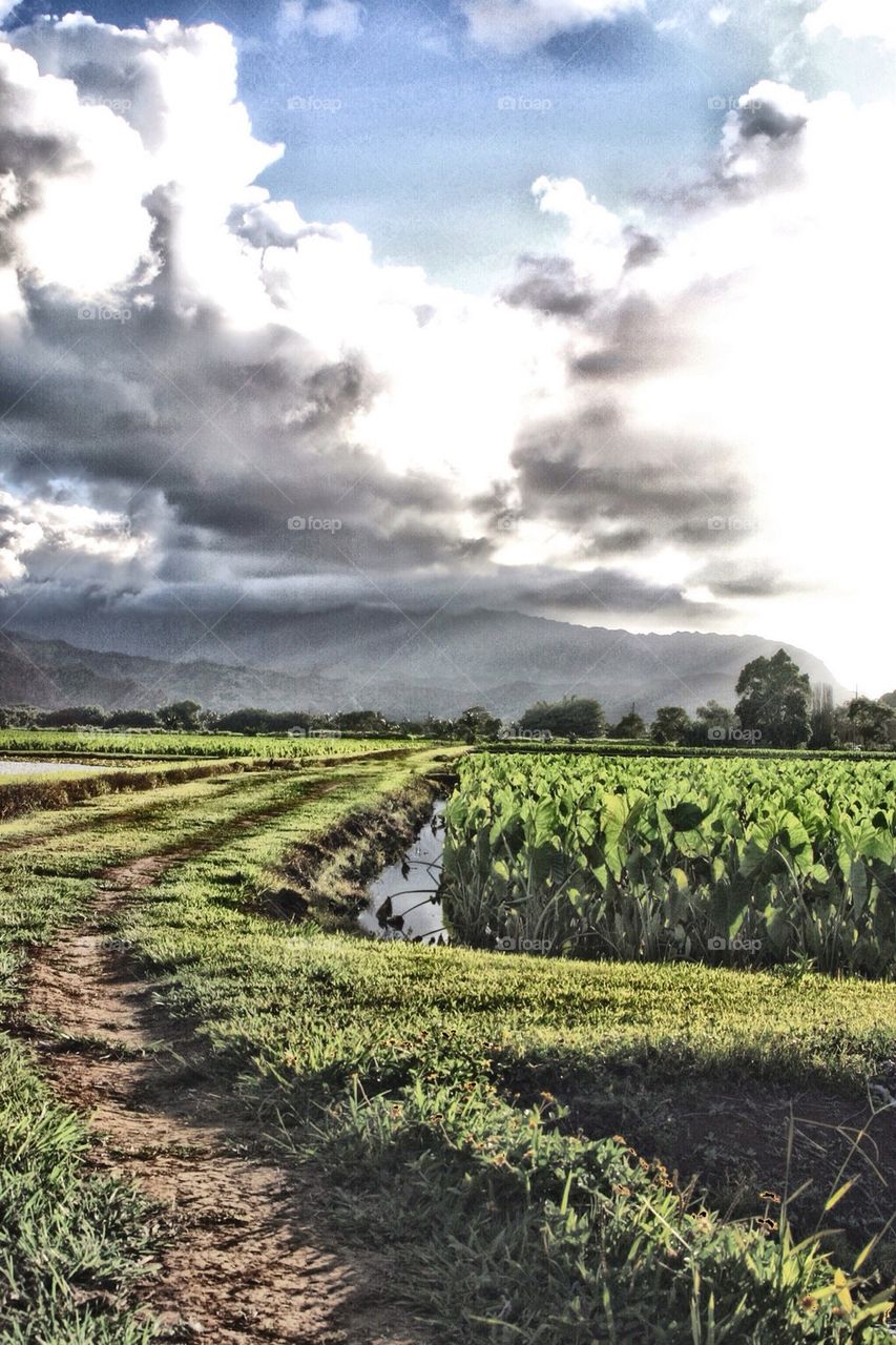 Taro fields