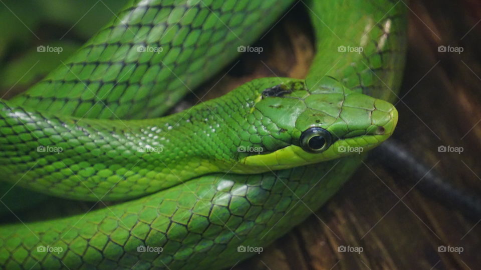 Green snake 