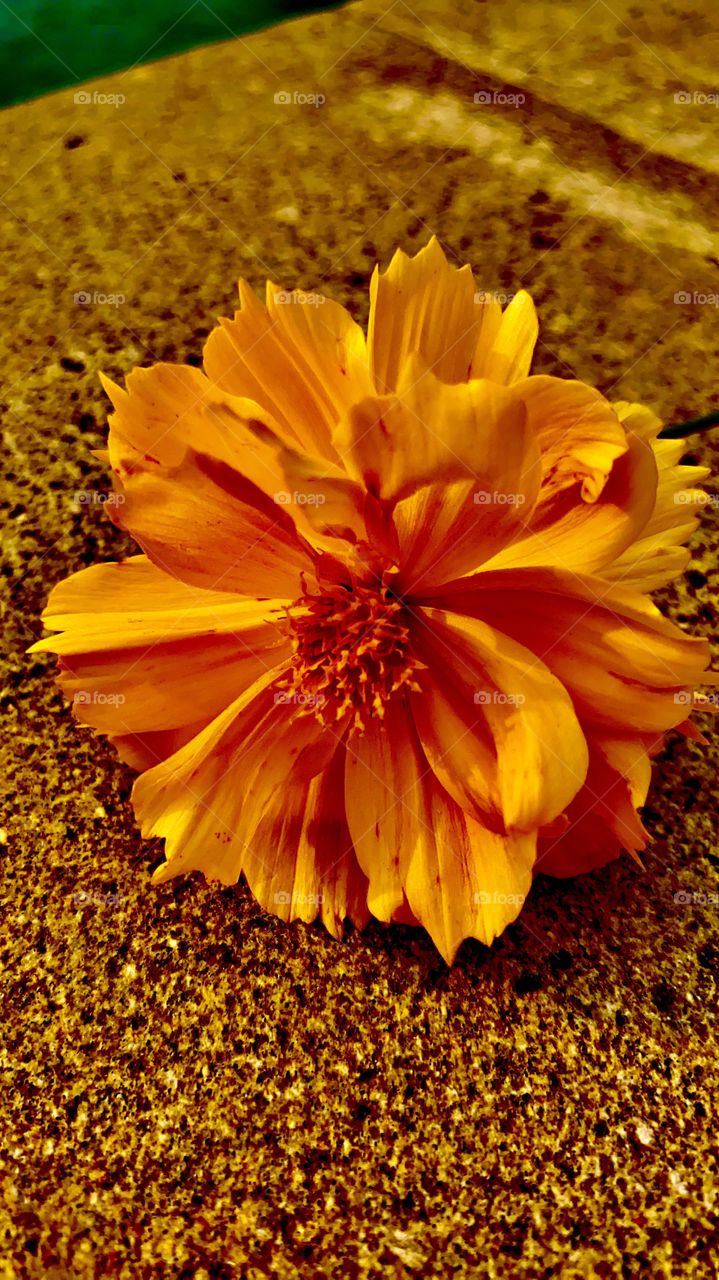 Close up yellow flowers