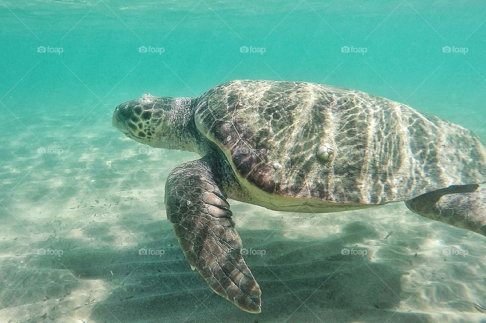 Sea Turtle in Zante