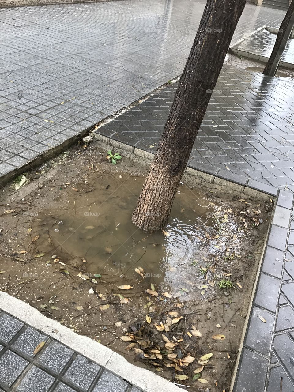 Tree-rain-wet-water-mud