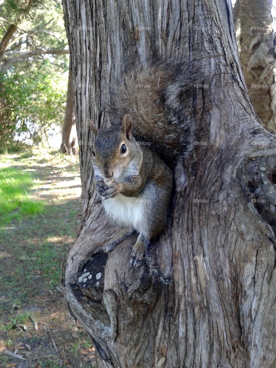 Squirrel posing on tree along nature trail