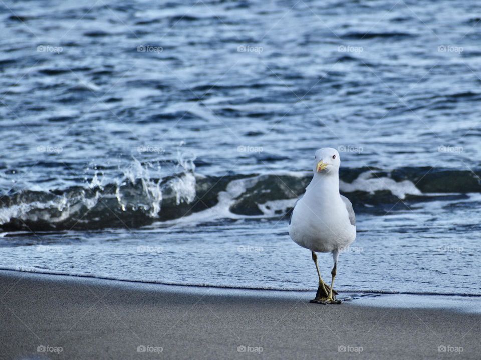 Seagull 