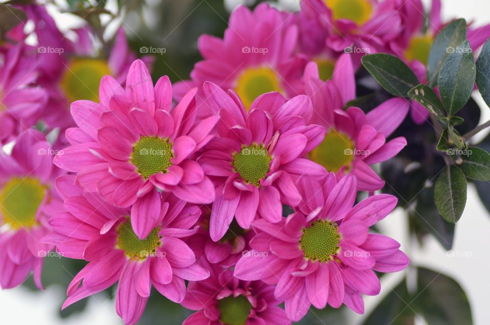 flower bouquet