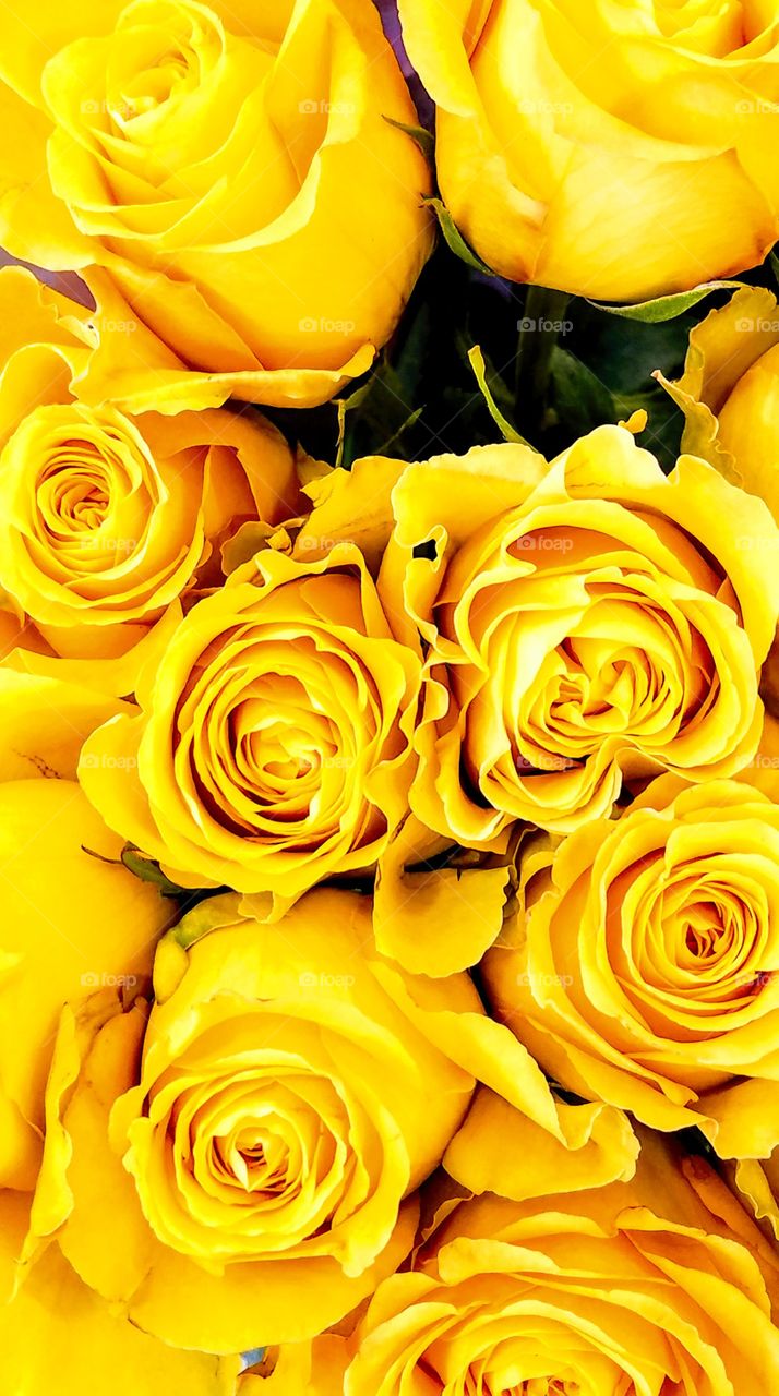 Yellow Roses