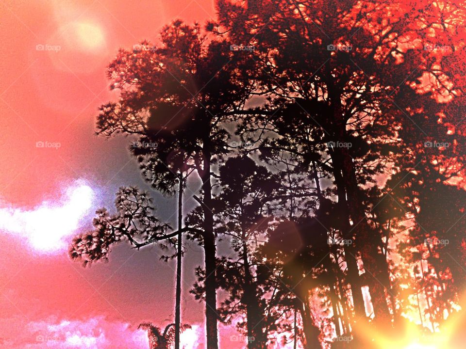 Sunset through pine trees