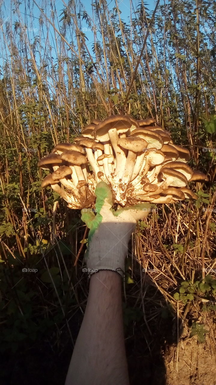 Букет грибочков