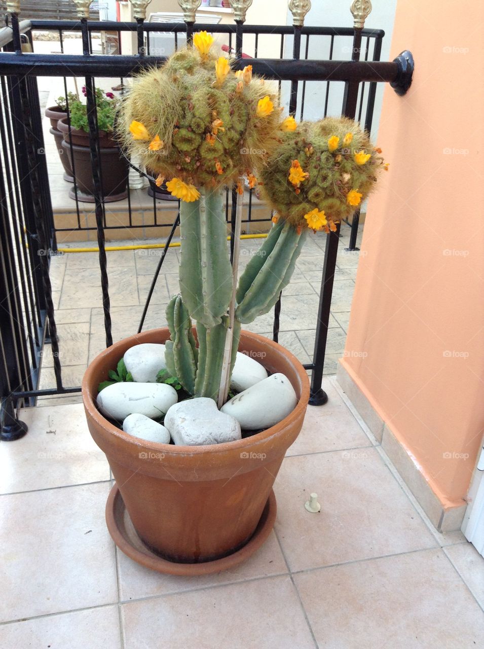 Flowering cactus in pot
