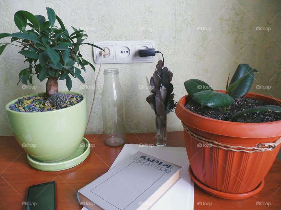 Ficus indoor plants uplifting and joy