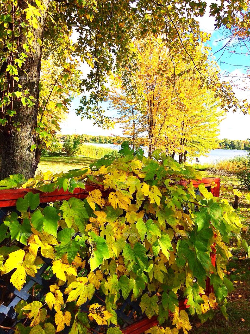 Shades of yellow leaves 