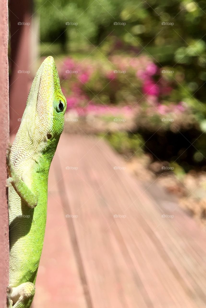 Bright green gecko lizard on front porch in sun 