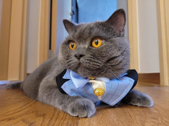 Lovely Cat