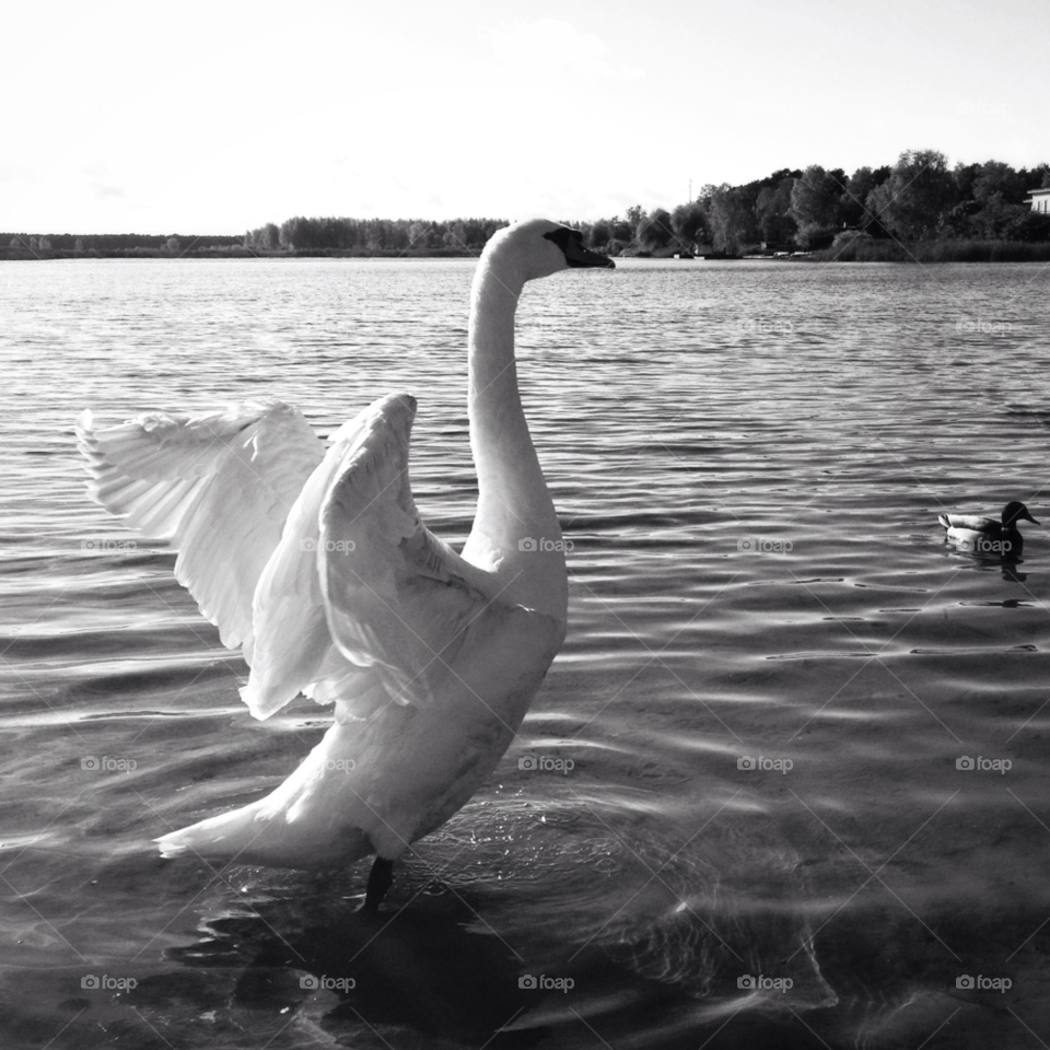 nature white swan flying by ips
