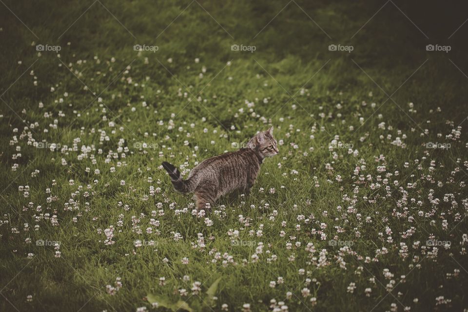 Mammal, No Person, Outdoors, Wildlife, Grass